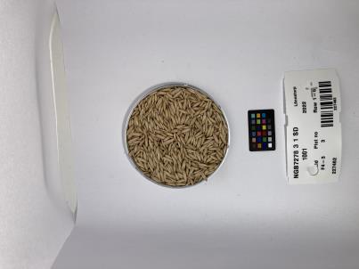 SEED